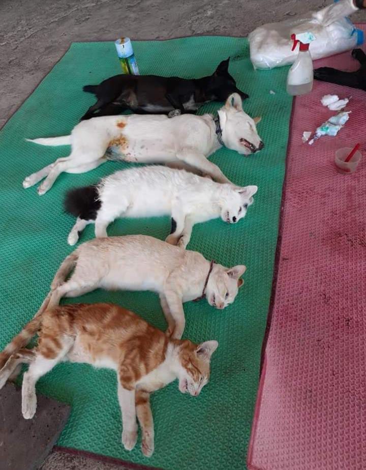 benihbaik_2022-06-09_dfdfd8f78027a6c60b994af4c68cabe4c0e196f0_jpeg