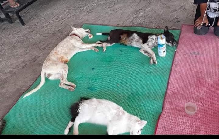 benihbaik_2022-06-10_5cc421cdbc51ad360ff5ddd325e9eee15225e7f7_jpeg