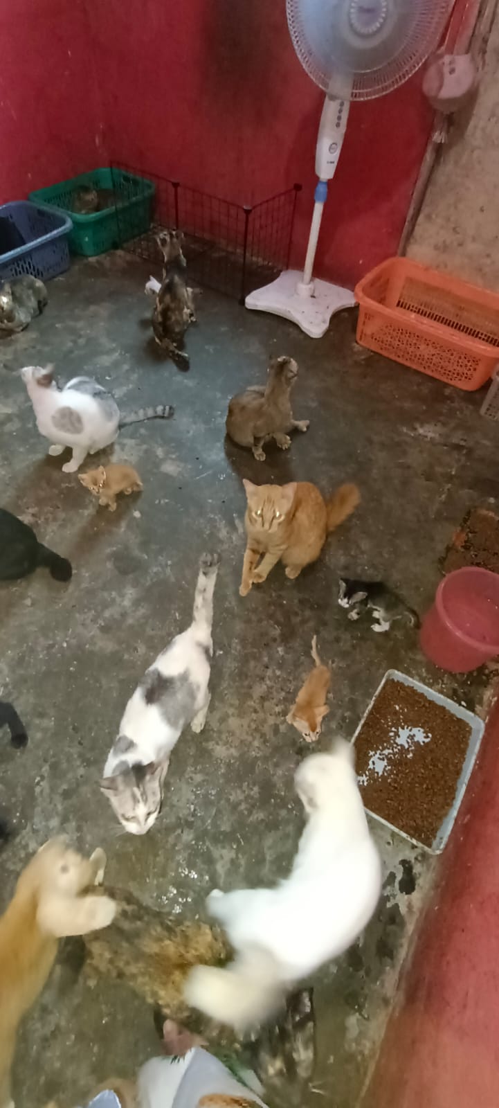 benihbaik_2022-06-23_487e329ae8189930abbb92ca3314355b40efb10f_jpeg