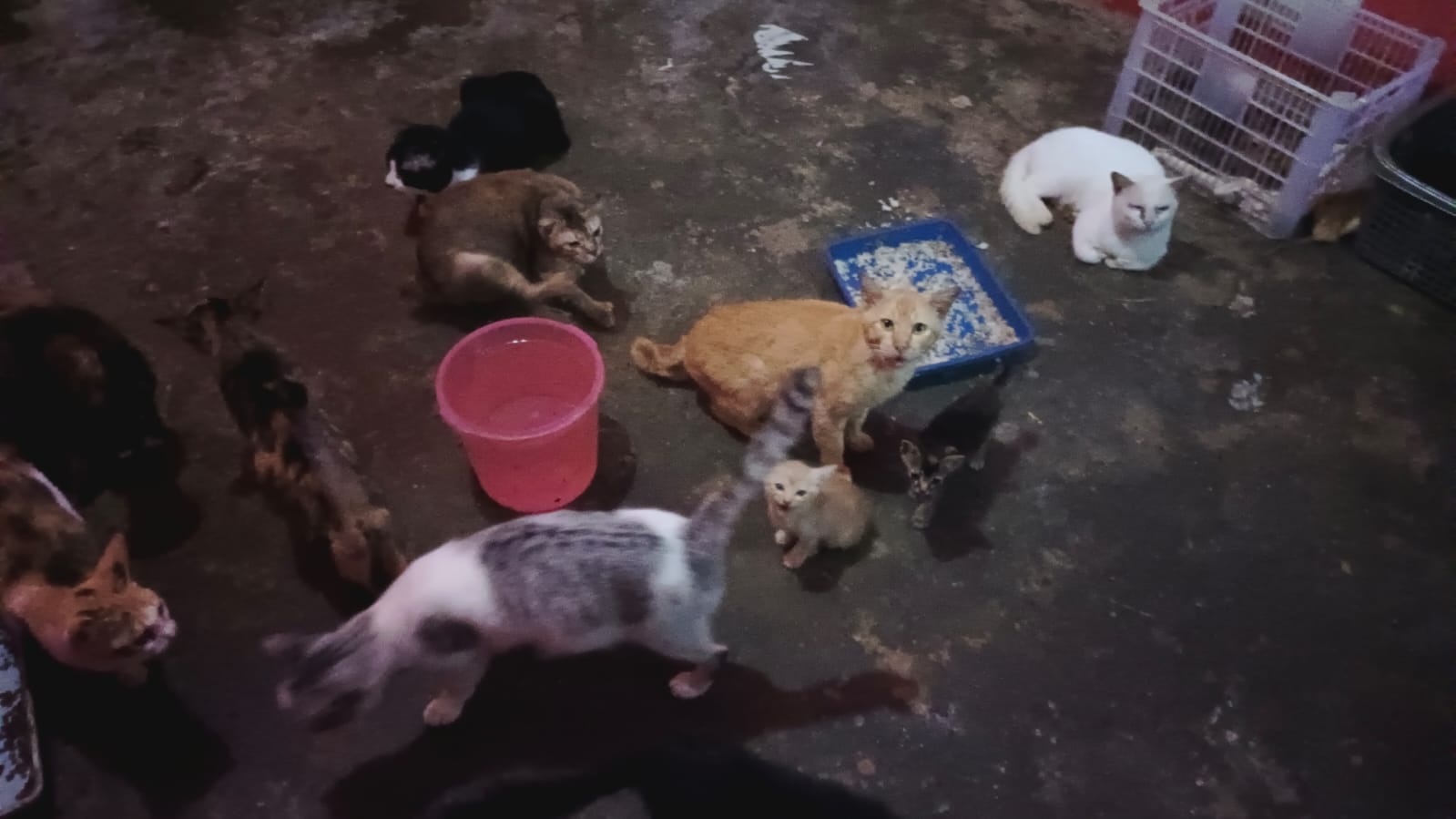 benihbaik_2022-06-23_ad244d42412c4b7e1bd70fbe86de07a1dc9c4a96_jpeg