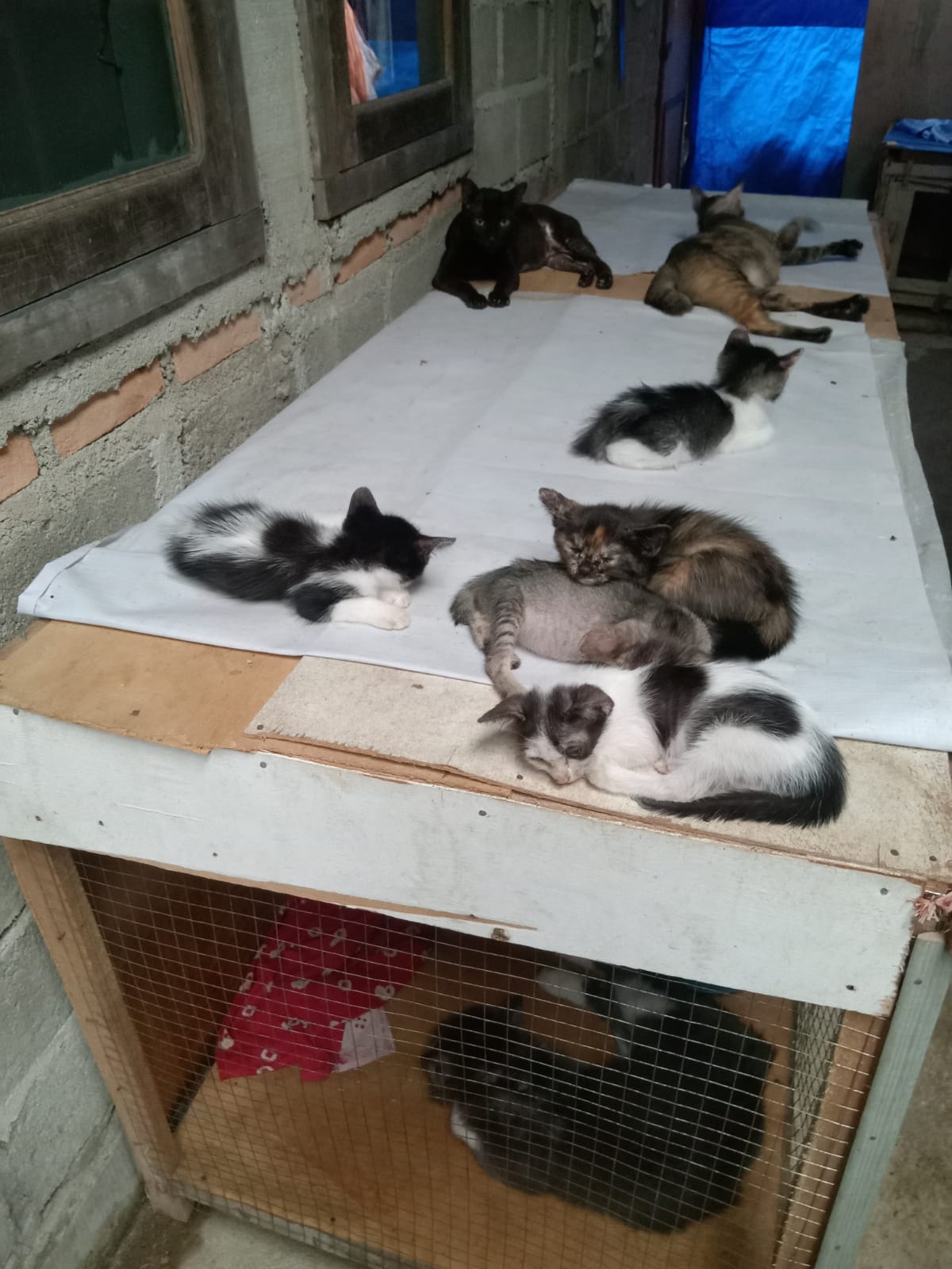 benihbaik_2022-07-14_44d74052545457b90f30c9657251eb81f230b86f_jpeg