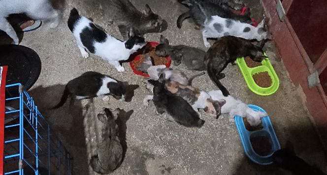 benihbaik_2022-07-14_ec706ce1ae7f61cbf2554cb0aa94e8bca9a93552_jpeg