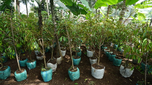 benihbaik_2022-08-24_783f86880af30967bc572ac3b19b681b01c4ff30_jpeg