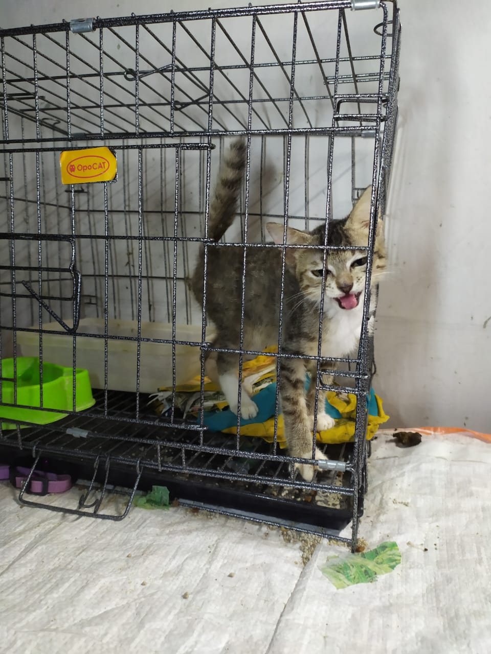 benihbaik_2022-09-19_56e3c6231ee87277b4fb57a84e20a2ff0ba083a8_jpeg