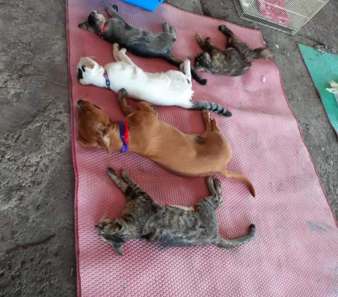 benihbaik_2022-09-19_622a2ea709605a2f60ee5e8476b1652f9ce31b8a_jpeg