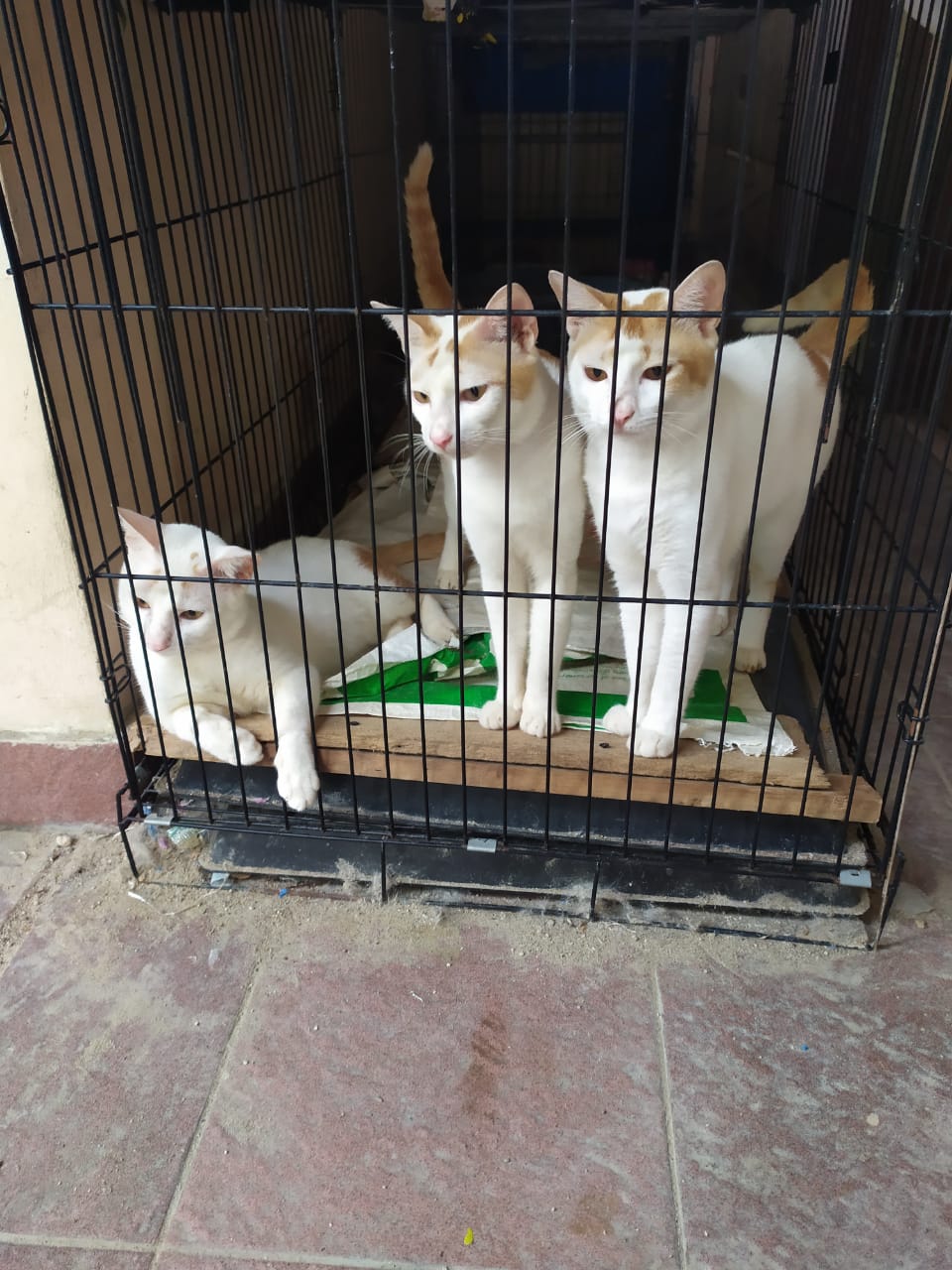 benihbaik_2022-09-19_7f1284f5c63876a5871d667ae29fab42bc27d830_jpeg