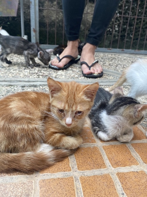 benihbaik_2022-09-20_d8490f0a6ef01761746dbd3e61984f8df6e7a514_jpeg