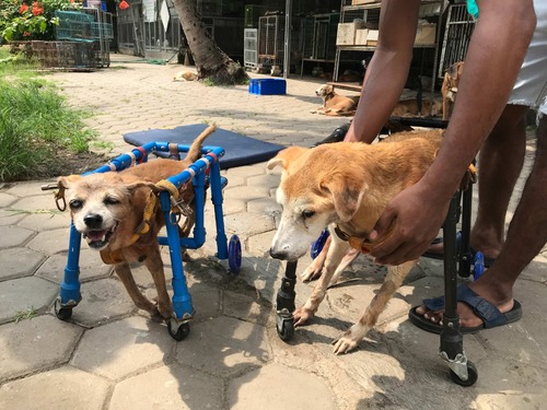 benihbaik_2022-09-21_55e1a1292ef398e80afaff1f3615185b559f998c_jpeg