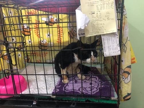 benihbaik_2022-09-22_492ee9415797f64a436b18f2c0b18e485d578f2f_jpeg