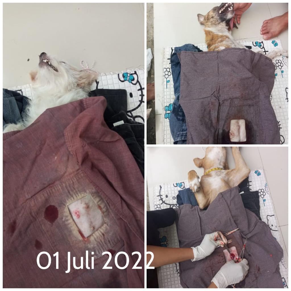 benihbaik_2022-09-22_59ea79a334868bc995ec522a099fa29e19f29150_jpeg