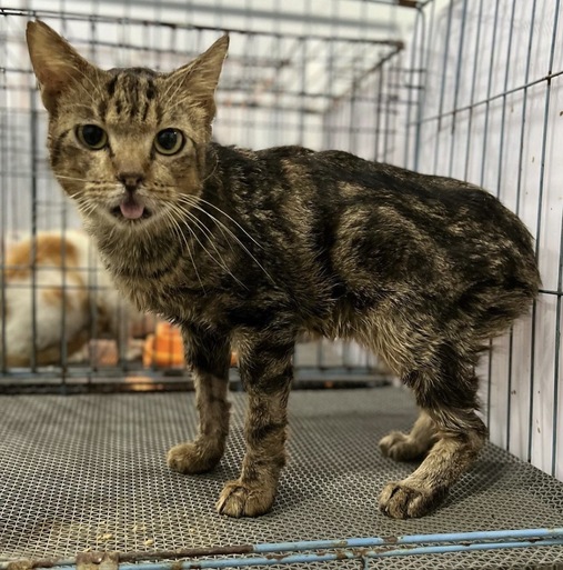 benihbaik_2022-09-22_7b3f128d67e775f3c5cfd39acd2436975f5ac2c6_jpeg