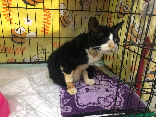 benihbaik_2022-09-22_884e30fedbf118e0ab316c4973d04f8ed5bca566_jpeg