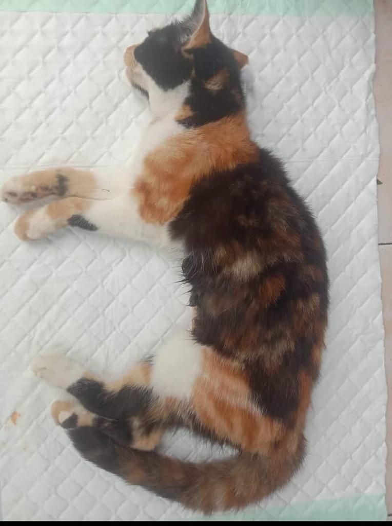 benihbaik_2022-09-22_9d4fa32b27c4b421e178cbf3b7fd7c0d04f8e3c2_jpeg