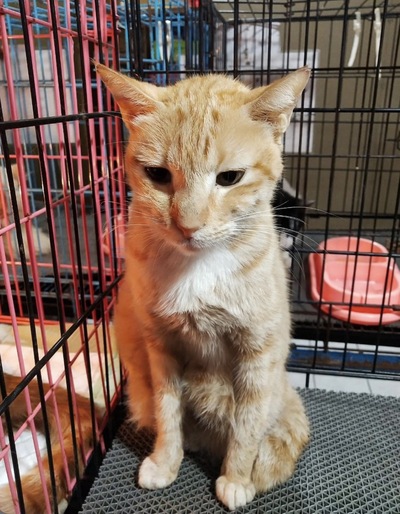 benihbaik_2022-09-22_a845bcac238cae7242c971e5b3680bdc878740d9_jpeg