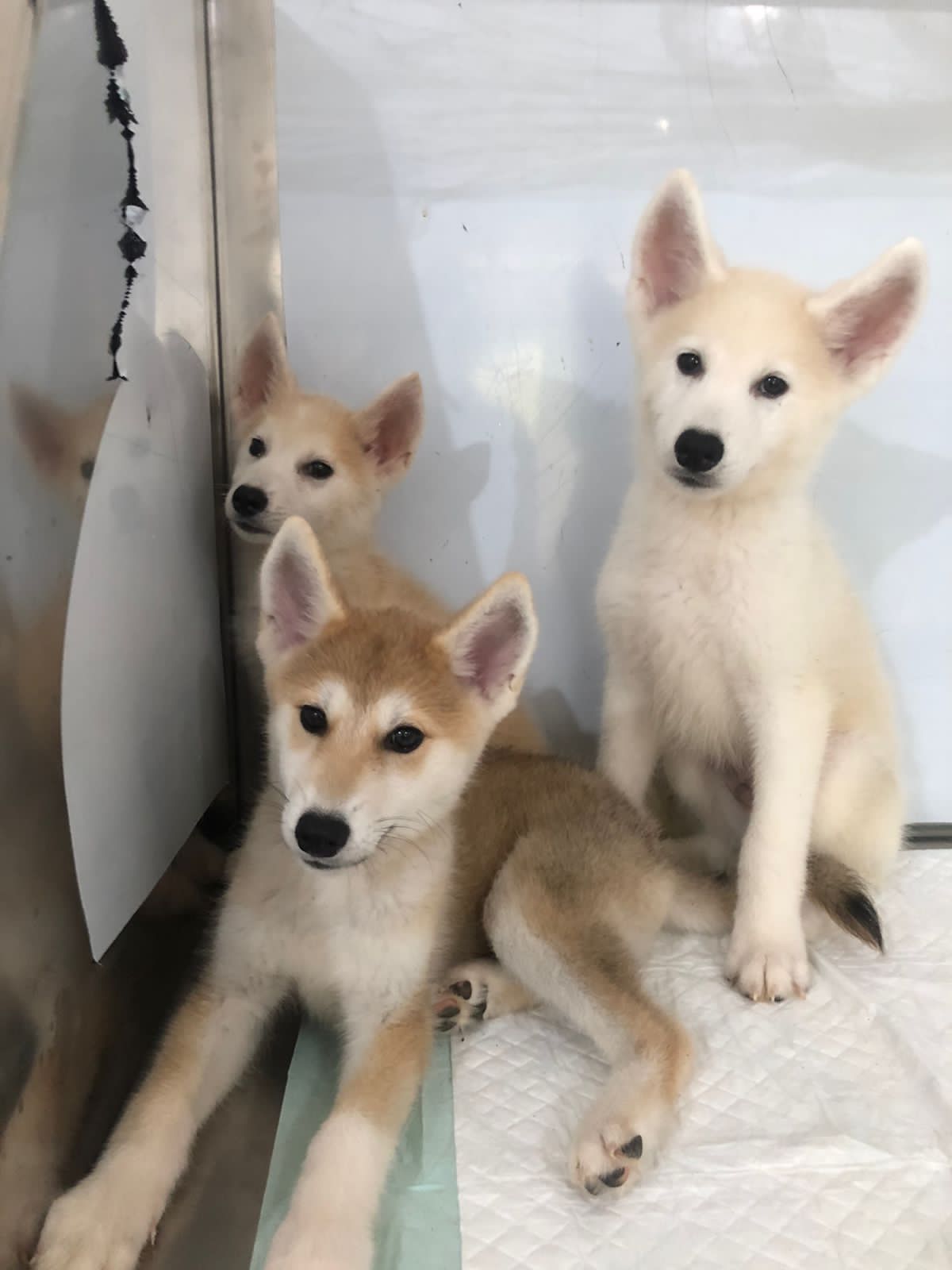 benihbaik_2022-09-26_86ac5f9bba2dbcc0358ea35433520c0f24aa0044_jpeg