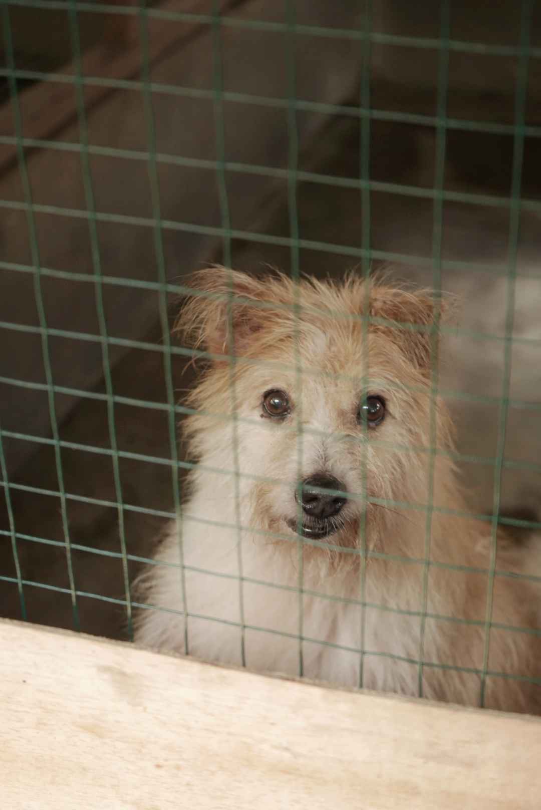 benihbaik_2022-09-28_67d87d125fd047f7a45ebf848b37fafa8a0d8a43_jpeg