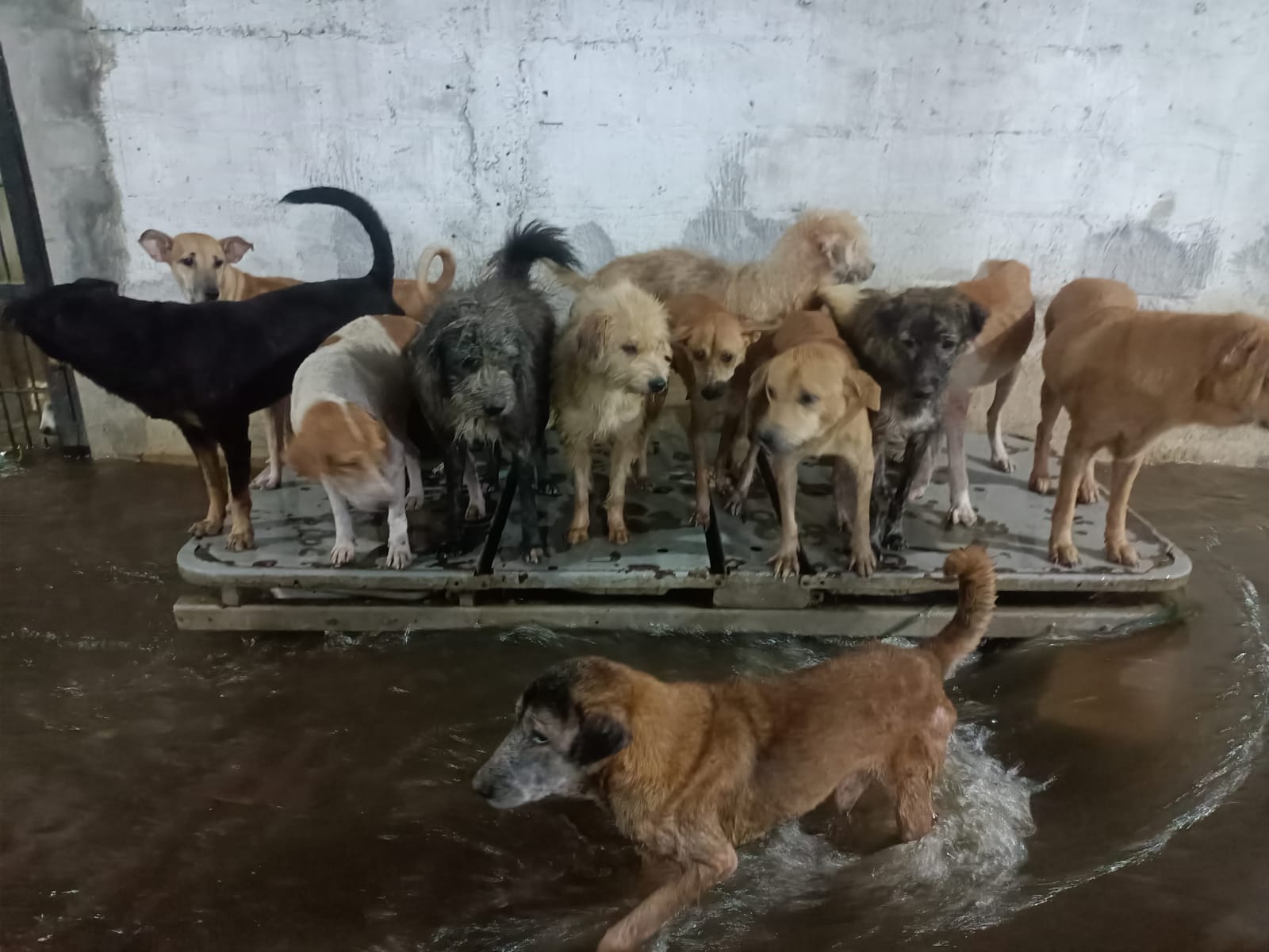 benihbaik_2022-10-07_cc573bd0338dd10d9152d5607815e16271afd5f4_jpeg