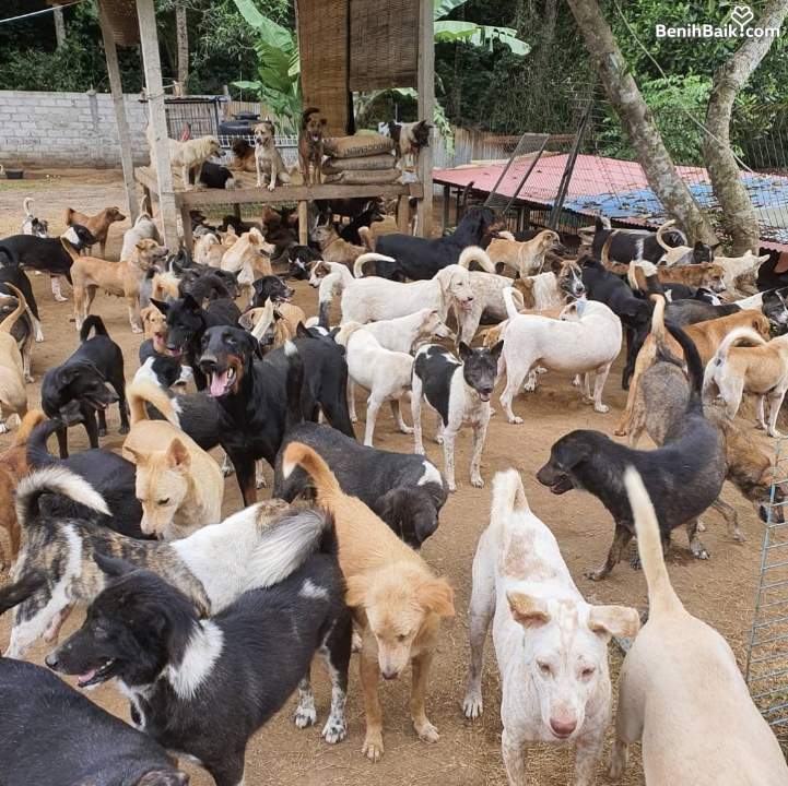 benihbaik_2023-03-02_86d1a1d05b09639e19630b36a2e905cbcef06ef4_jpeg