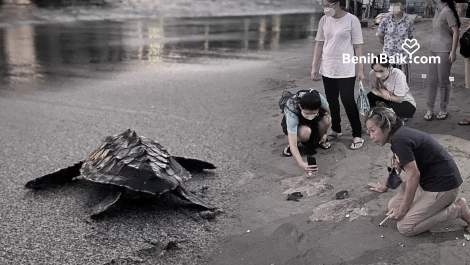 Bersama Beach Boys for Change, Mari Lestarikan Lingkungan dan Lindungi Penyu di Pantai Senggigi, Lombok