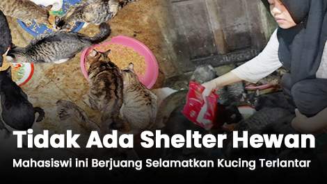 Tidak Ada Shelter Hewan, Mahasiswi ini Berjuang Selamatkan Kucing Terlantar