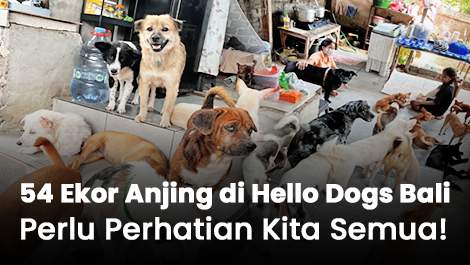 54 Ekor Anjing di Hello Dogs Bali Perlu Perhatian Kita Semua!