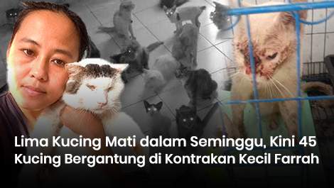 Lima Kucing Mati dalam Seminggu, Kini 45 Kucing Bergantung di Kontrakan Kecil Farrah