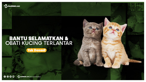 Bantu Selamatkan Dan Obati Kucing Terlantar